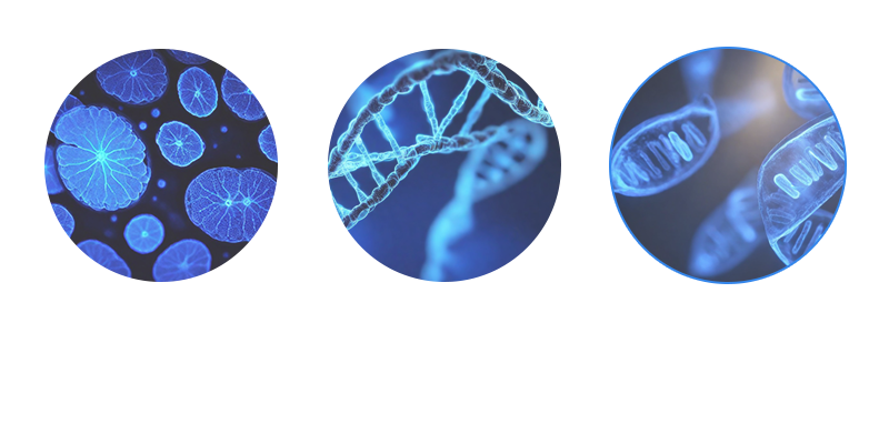 particle bombardment Catalytic DNA Plant Cell Transplantation